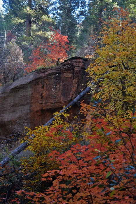 fall trees in Oak Creek Canyon